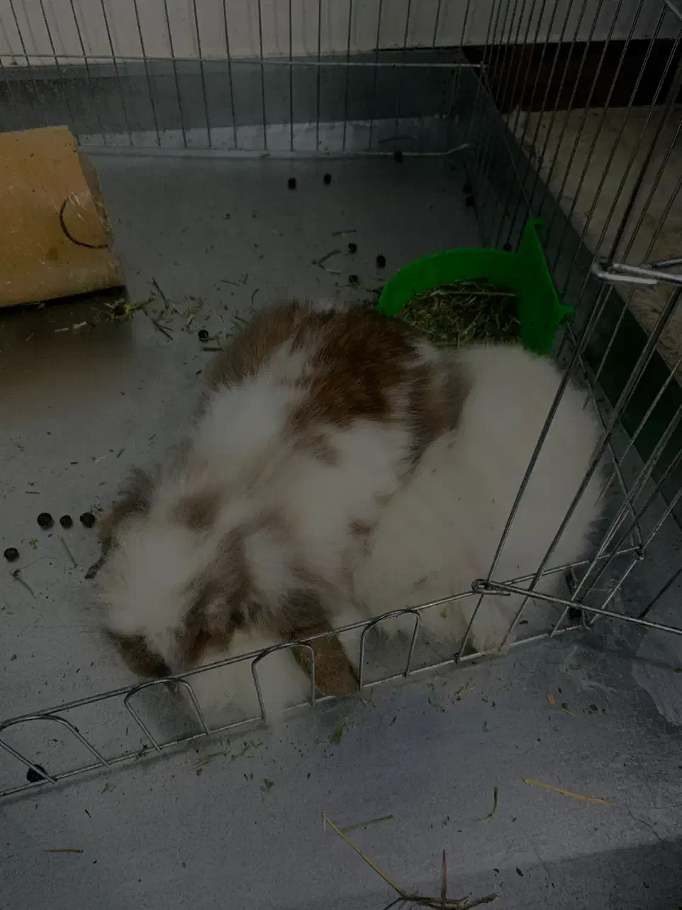 خرگوش لوپ نر با قفس|موش و خرگوش|ساری, |دیوار