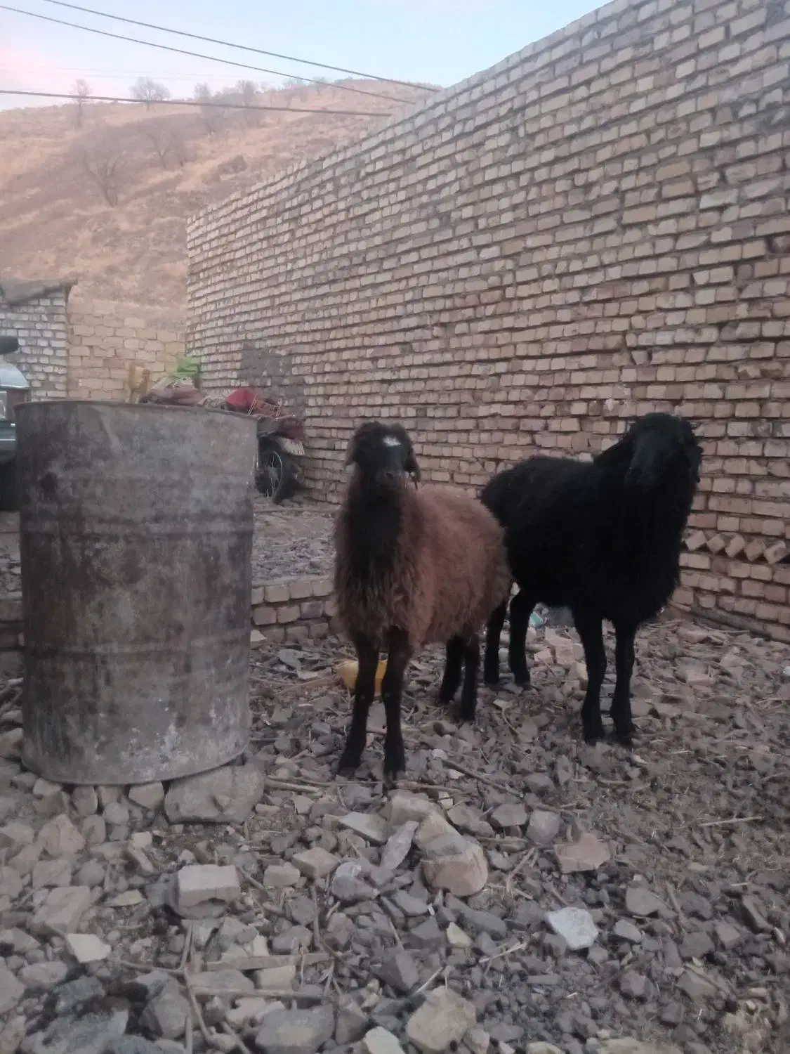 بره نر هترو|حیوانات مزرعه|اسفراین, |دیوار