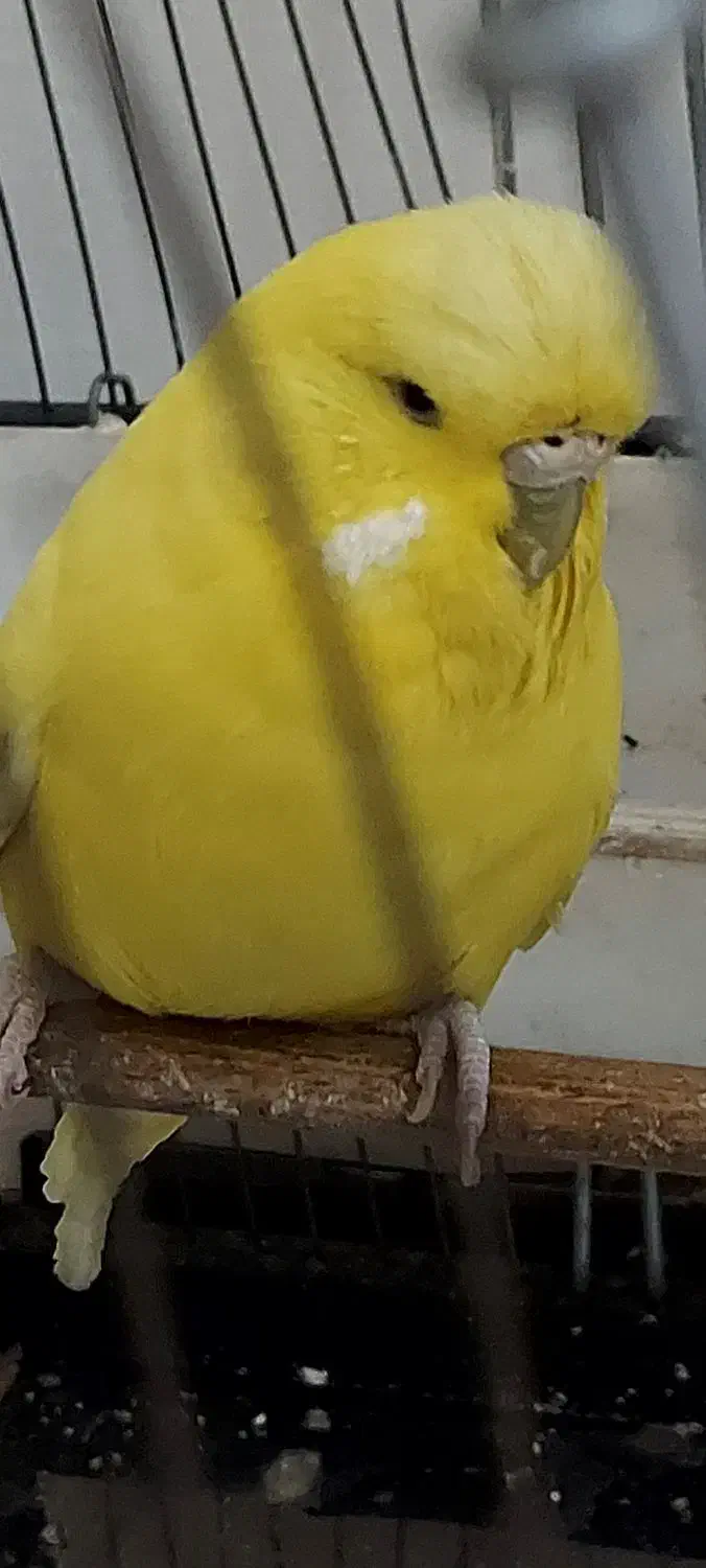 مرغ عشق انگلیسی معاوضه با قناری|پرنده|تهران, سهروردی|دیوار