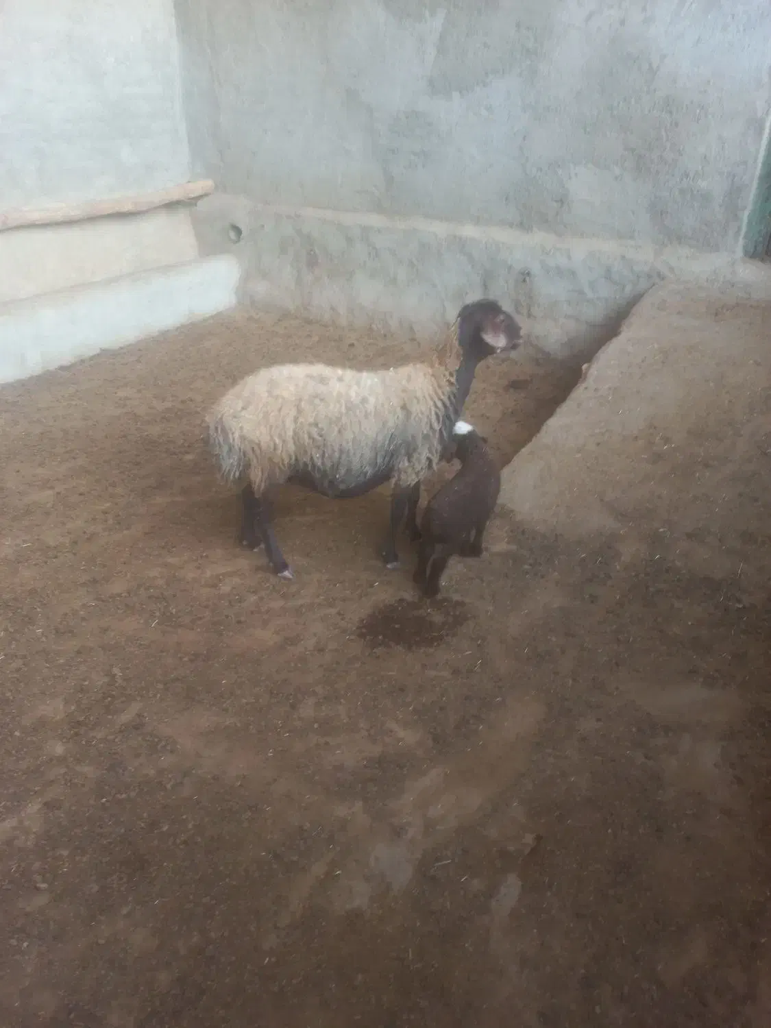 میش وبره ۲۶ میلیون|حیوانات مزرعه|کوهدشت, |دیوار