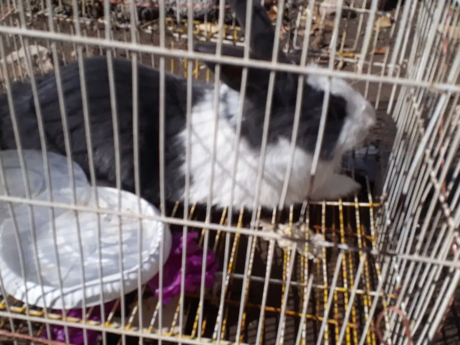 خرگوش|موش و خرگوش|بهبهان, |دیوار