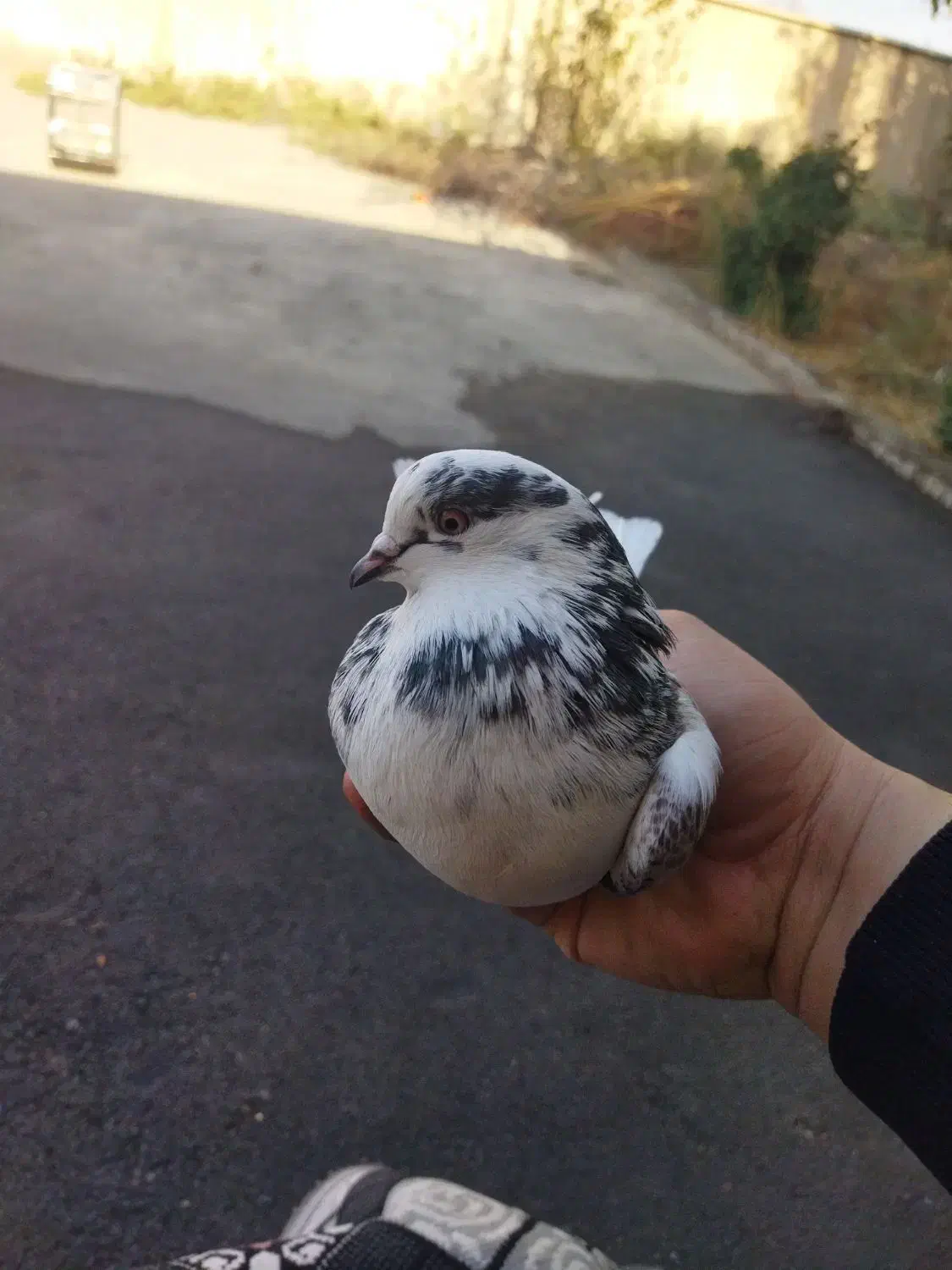 یه جفت کفتر عالی|پرنده|قرچک, پارس سرام|دیوار