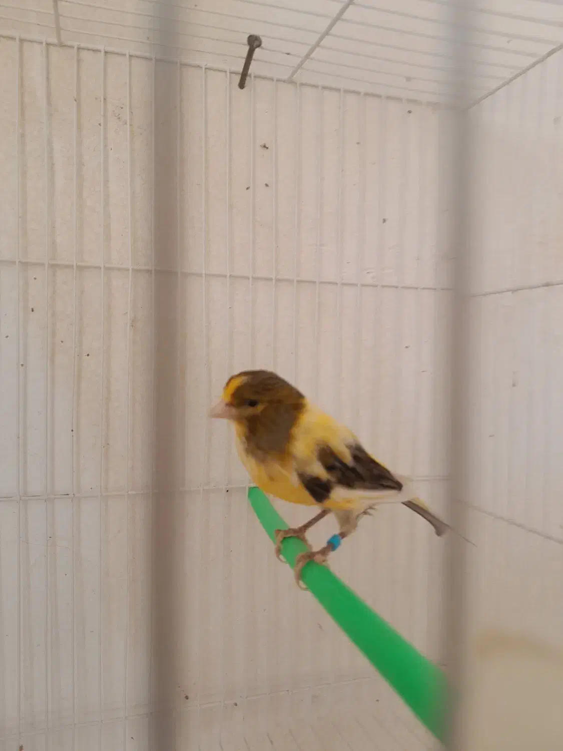 سه تا دونر یه ماده قنار سرخ ابلغ|پرنده|تربتحیدریه, پائین ولایت|دیوار