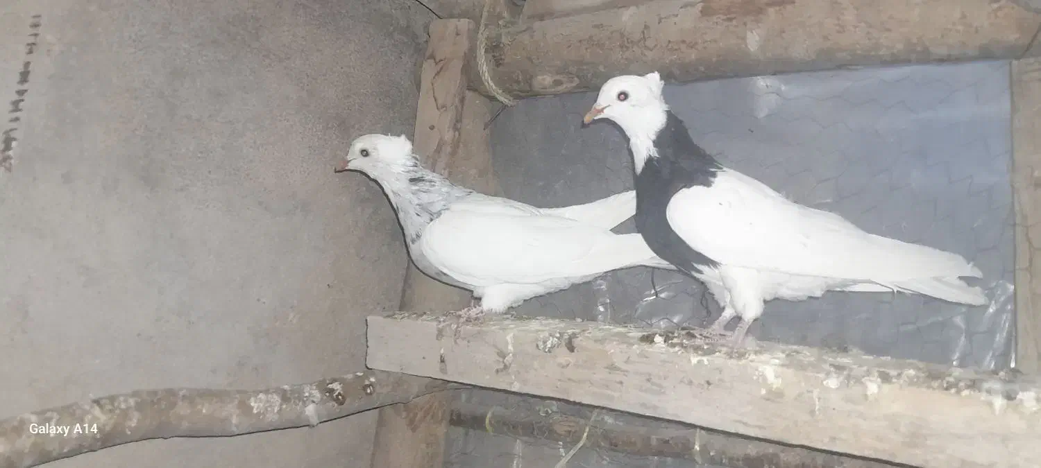 کبوتر طوقی وشازده|پرنده|چادگان, |دیوار