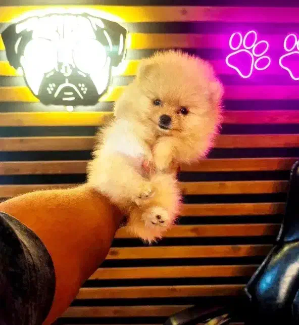 سگ جیبی ، پامرانین خرسی توی پودل شیتزو سوپرفلت|سگ|چالوس, |دیوار