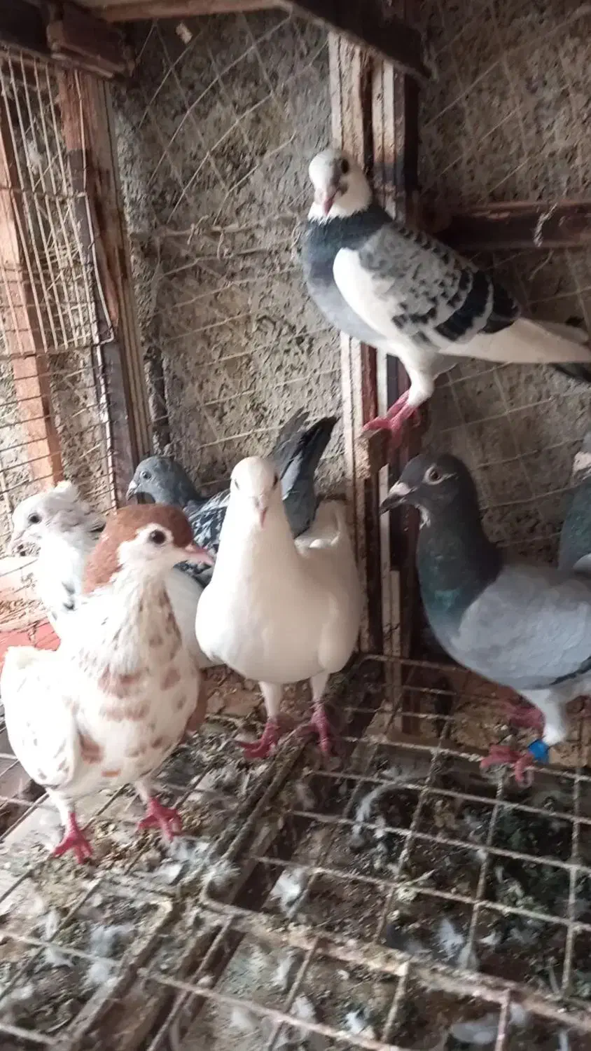 کبوتر پلاکی نرو ماده پا حلقه|پرنده|بندر انزلی, بشمن|دیوار