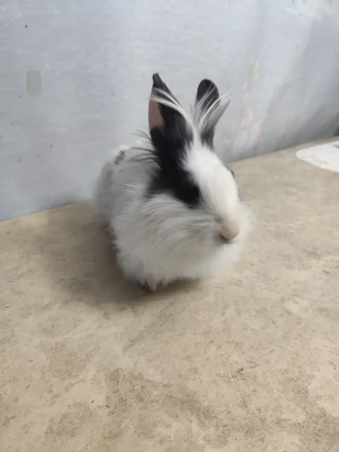 خرگوش|موش و خرگوش|مهاباد (آذربایجان غربی), |دیوار