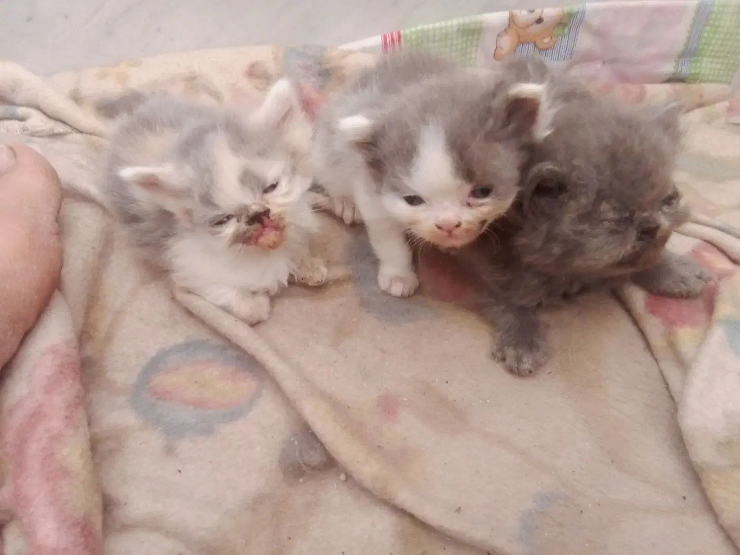 بچه گربه پرشین اصل|گربه|سبزوار, هویزه|دیوار