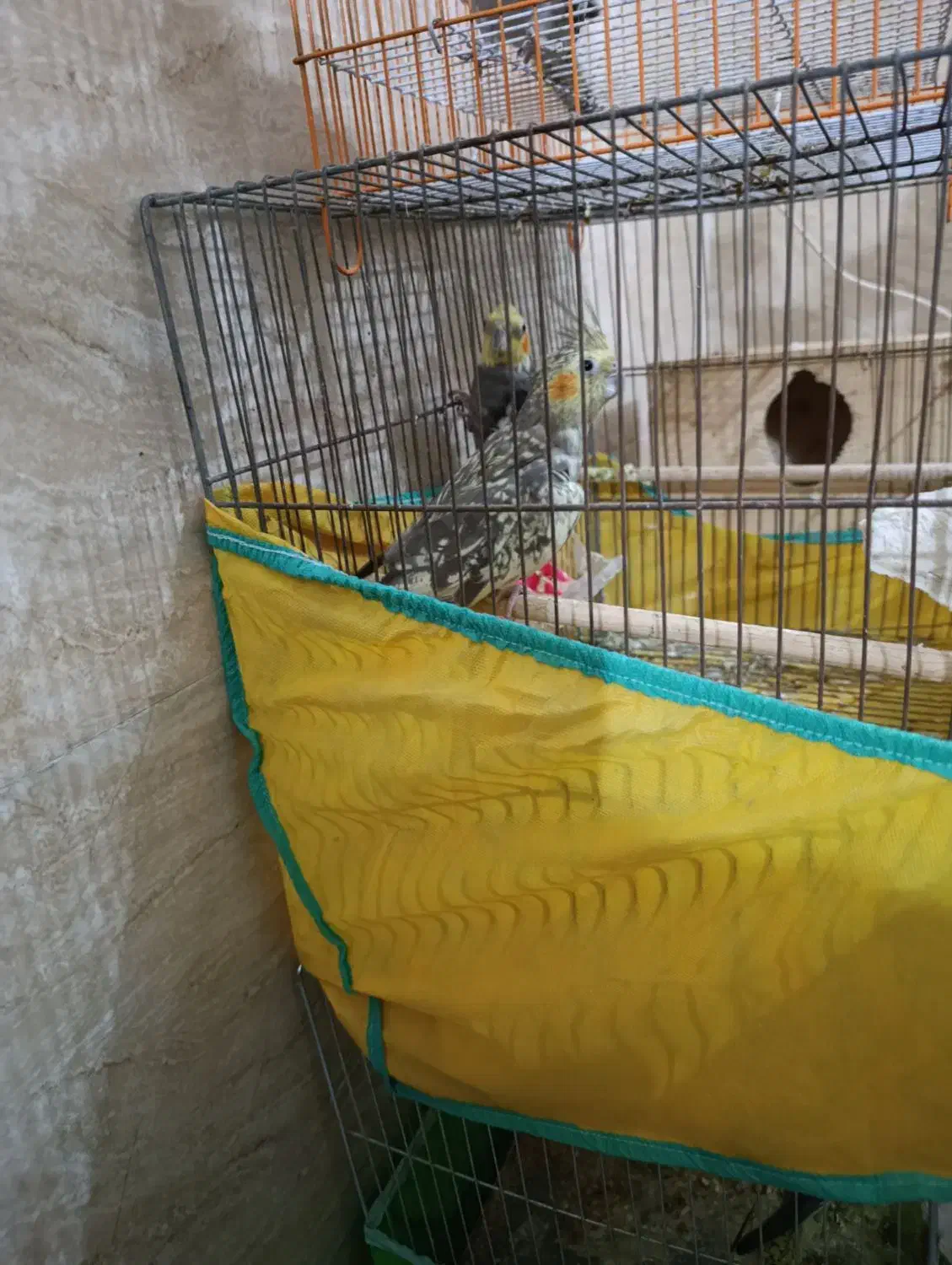 ی جوجه نر گلباقالی .با ی جفت  معاوضه با قناری نر|پرنده|رشت, پسیخان|دیوار