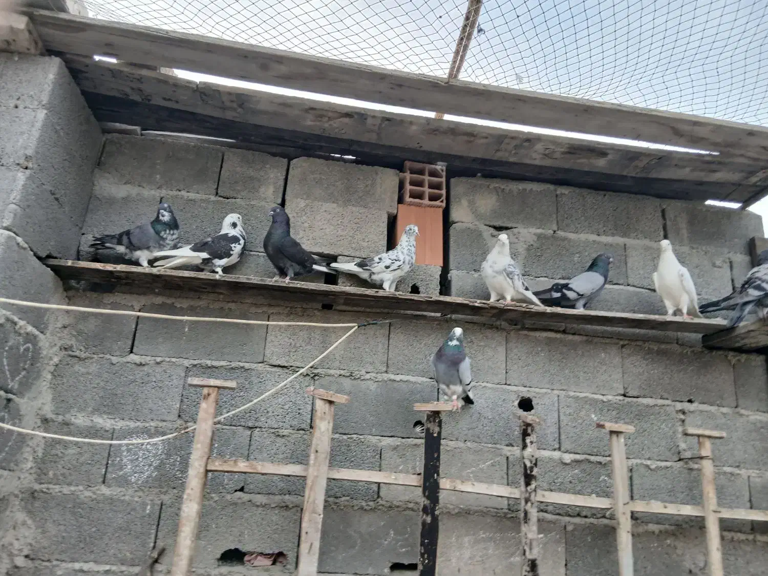 فروش تعدادی کبوتر تماس تلفنی فقط در طول روز|پرنده|گمیشان, |دیوار