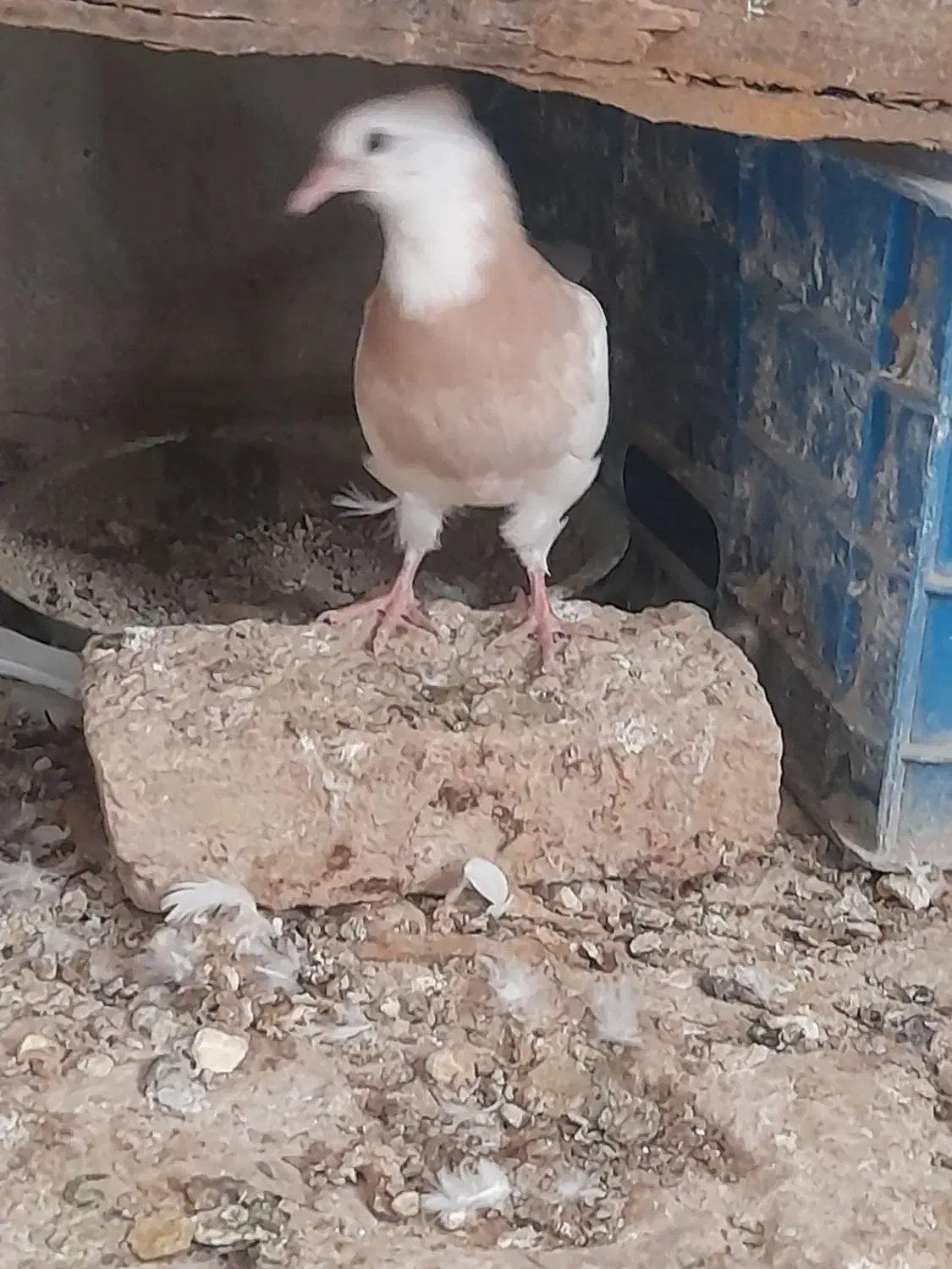 طوقی جوانه نرو ماده|پرنده|قروه, |دیوار