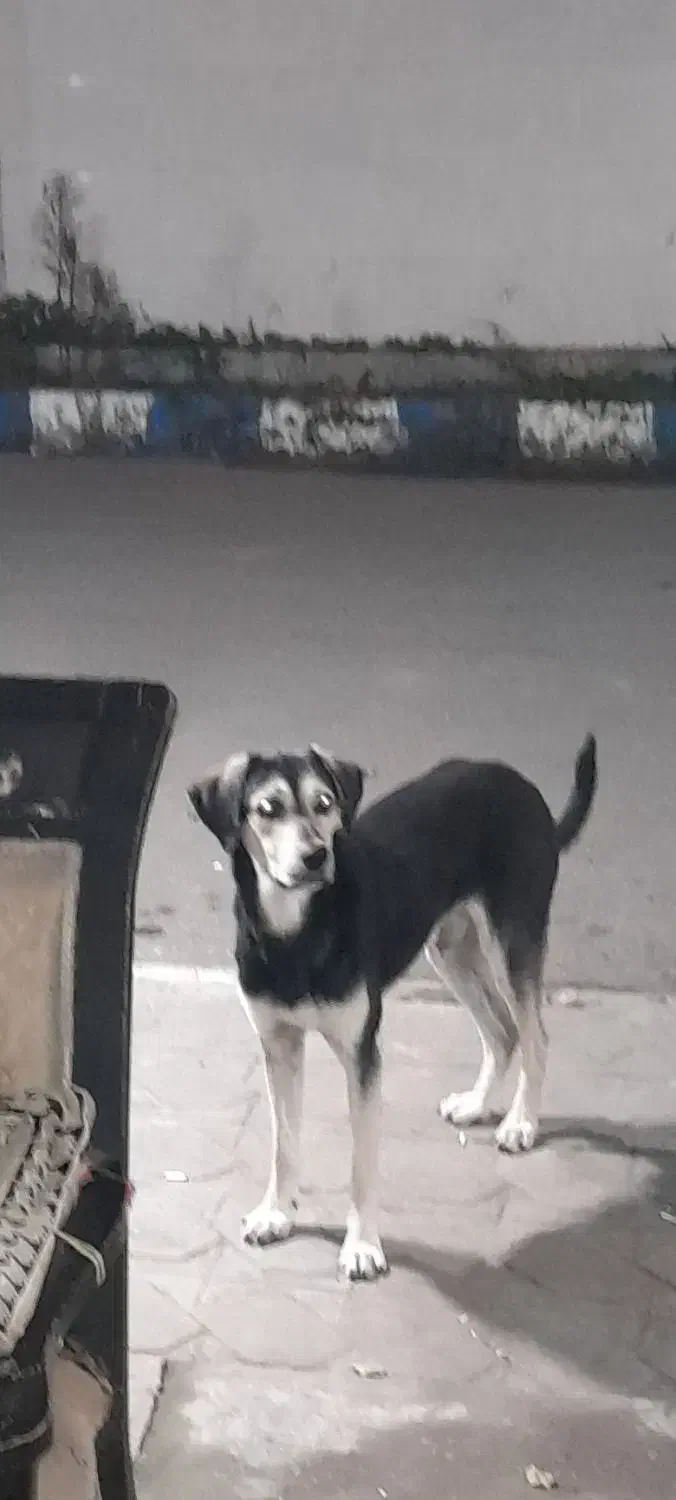 گمشده|حیوانات|آستانه اشرفیه, |دیوار