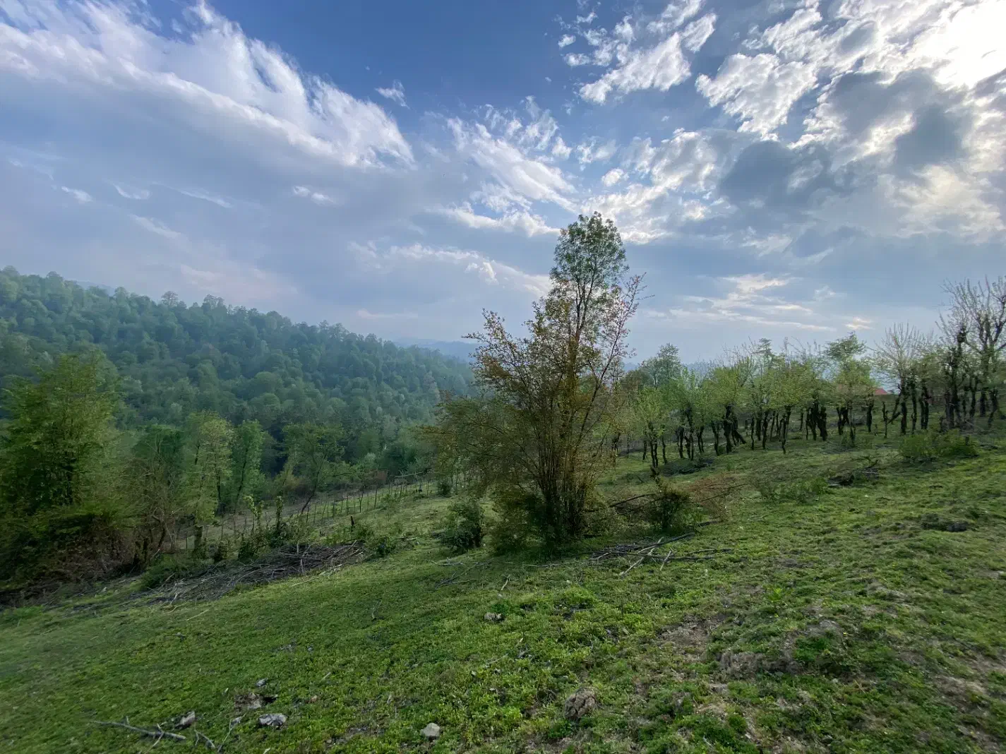 زمین روستایی (1500متری کوهپایه)  در شهرستان سیاهکل|فروش زمین و ملک کلنگی|رشت, گیل|دیوار
