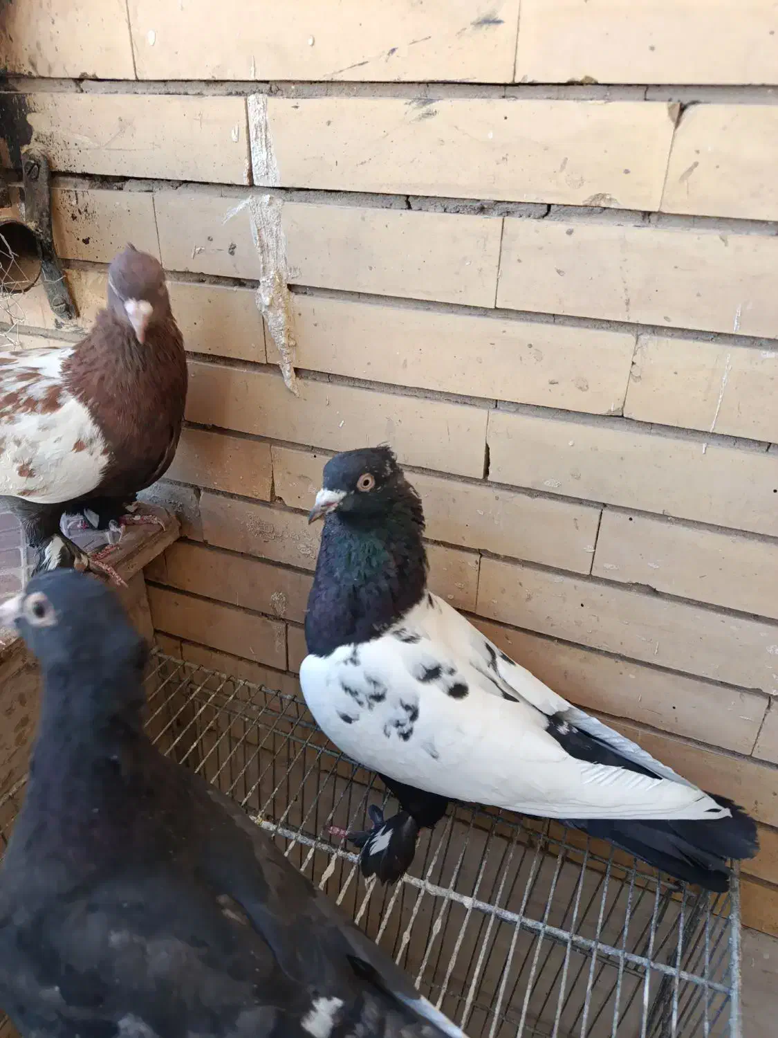 کفتر سینه ای|پرنده|کرمان, |دیوار