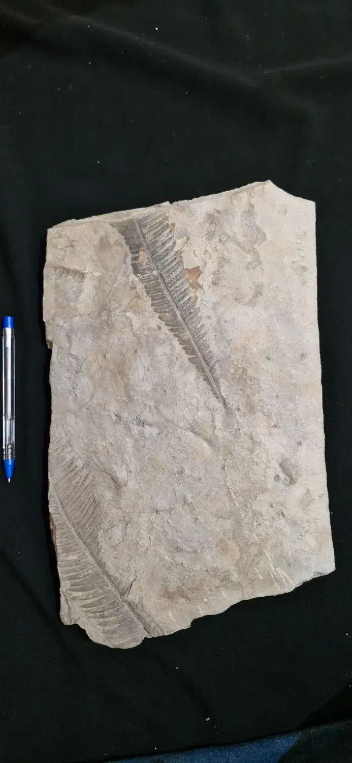 فسیل گیاهی|کلکسیون و سرگرمی|دماوند, دماوند|دیوار