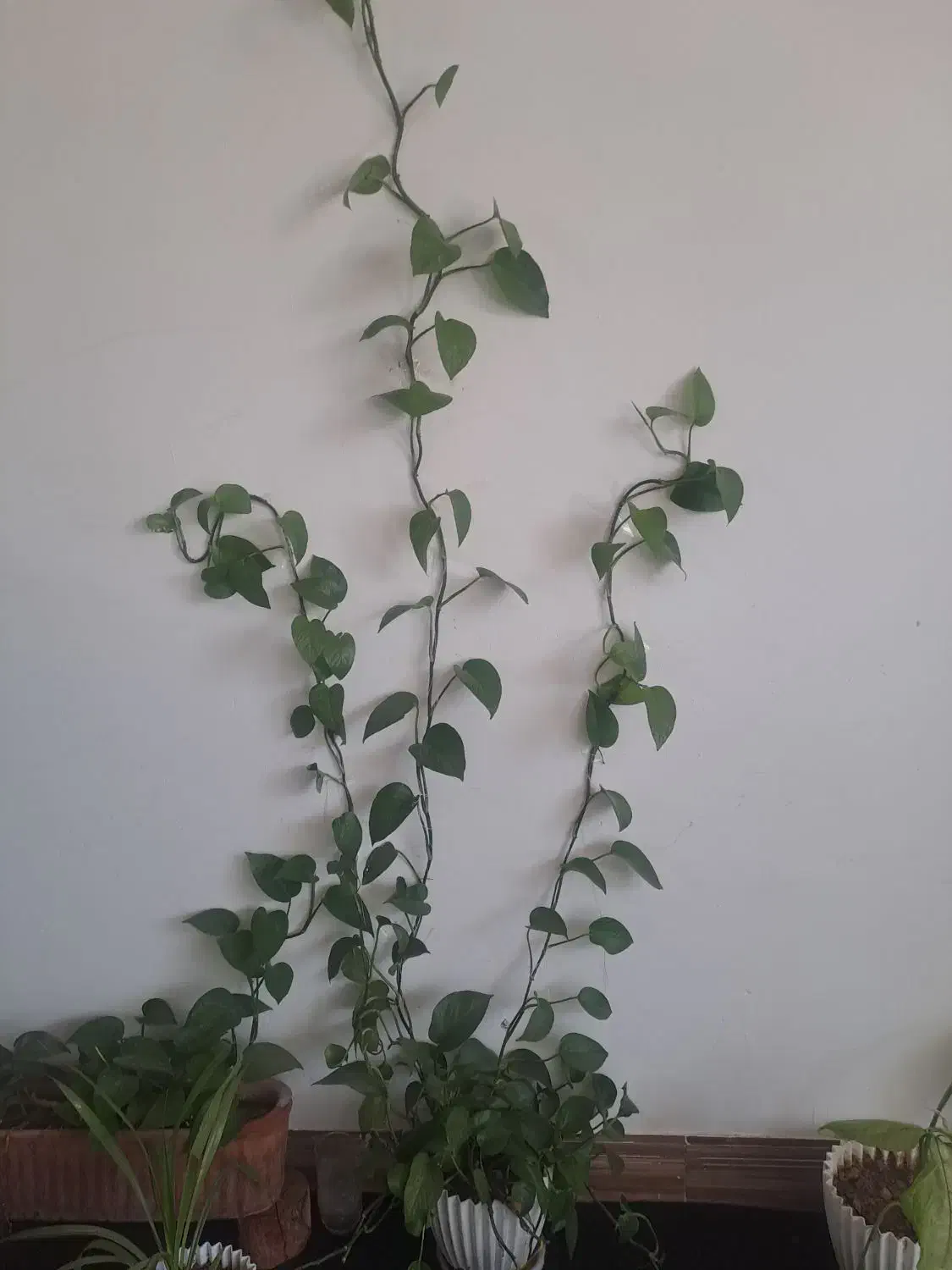 گل و گادان دوعدد|گل و گیاه طبیعی|فلاورجان, |دیوار