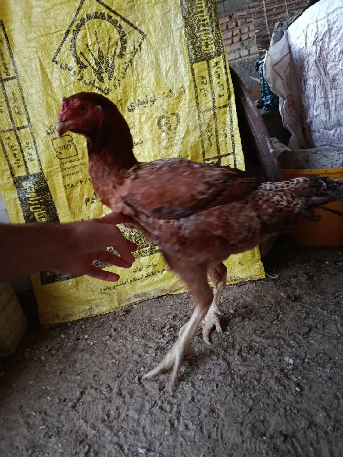 خروس لاری نسل دار|حیوانات مزرعه|گمیشان, |دیوار