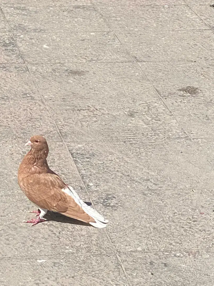 نروماده شهری پرتغالی|پرنده|شیراز, وزیرآباد|دیوار