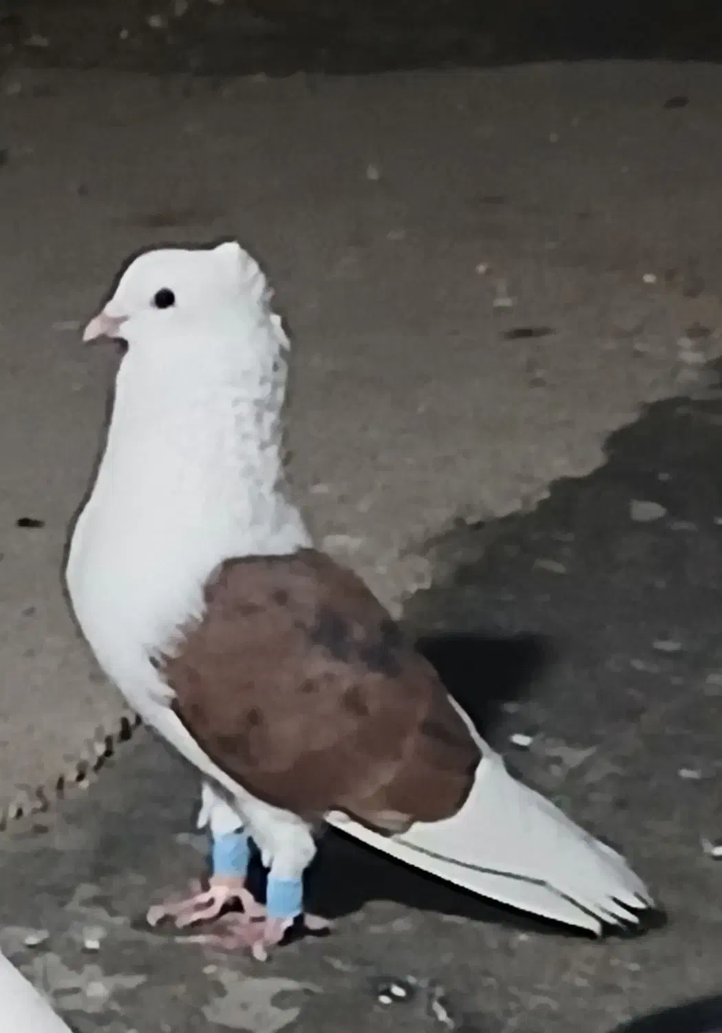 کبوتر رنگی|پرنده|شوشتر, |دیوار