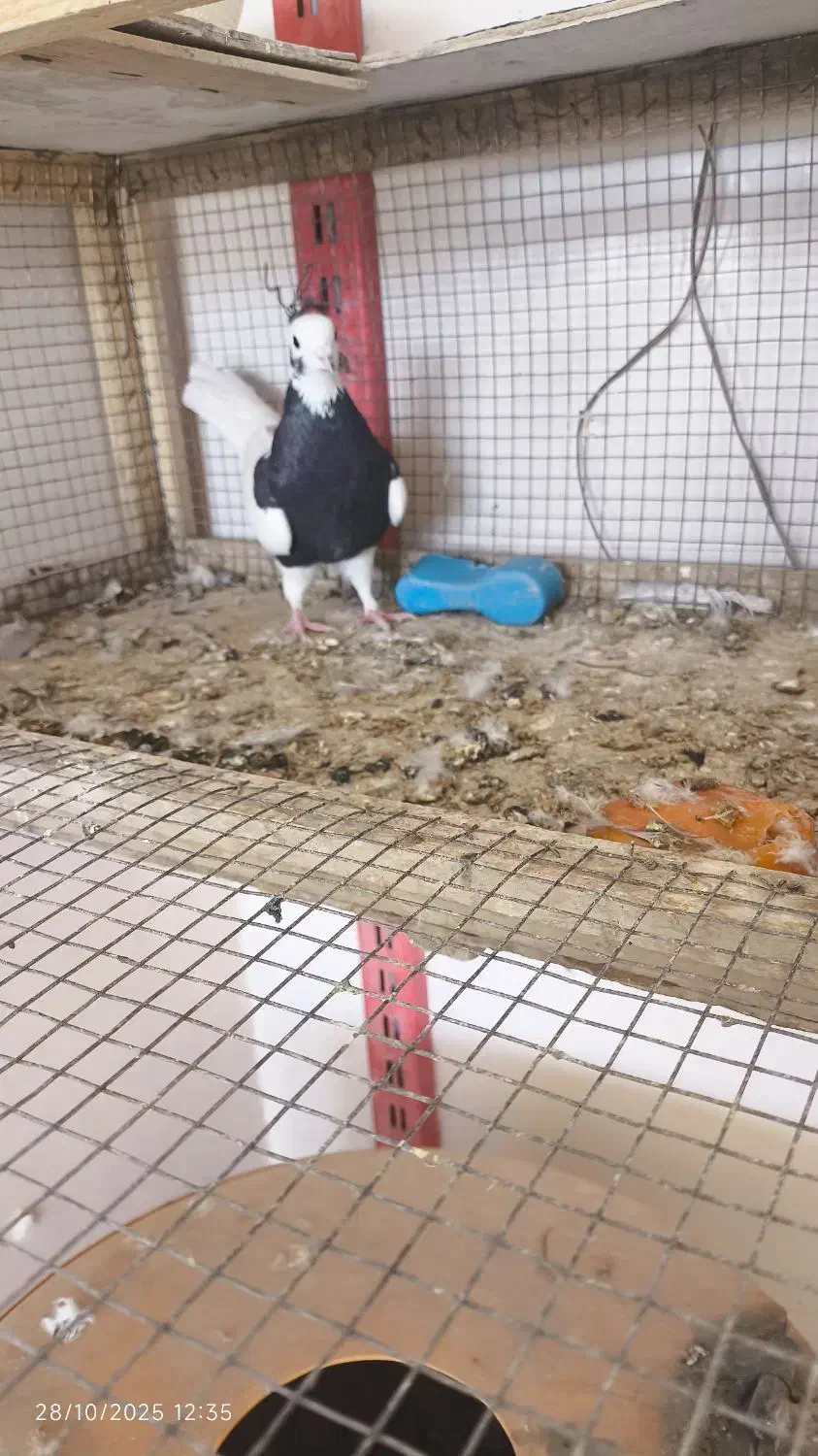 ماده طوقی سیاه|پرنده|صابری, |دیوار