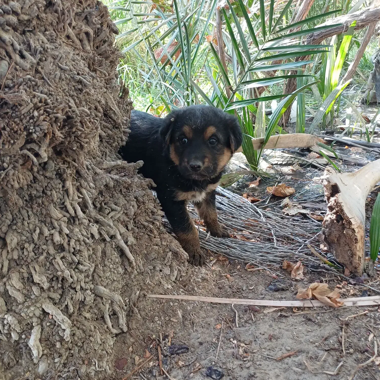 سگ ژرمن|سگ|شمیل, |دیوار