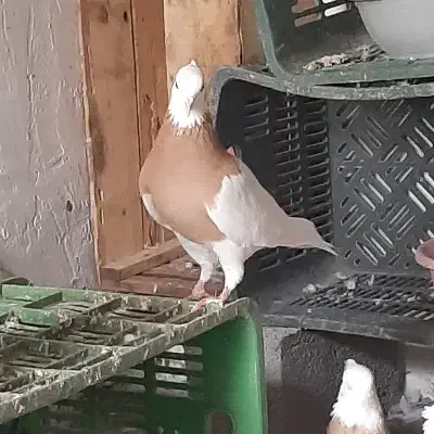 طوقی زرد خالسیاه|پرنده|رامیان, |دیوار