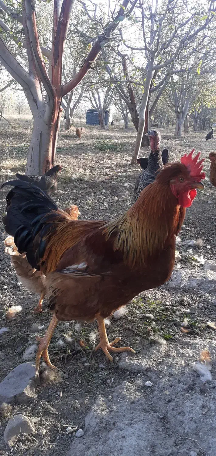 هشدرخان|حیوانات مزرعه|مشگین شهر, |دیوار