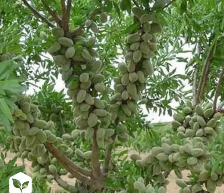 نهالستان باغبان نهال فروشی|خدمات باغبانی و درختکاری|عسگران, |دیوار