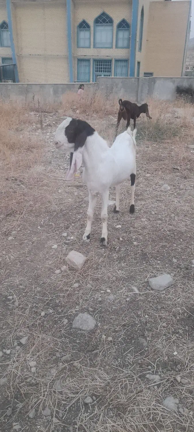 شهرستلن لنده|حیوانات مزرعه|دهدشت, |دیوار