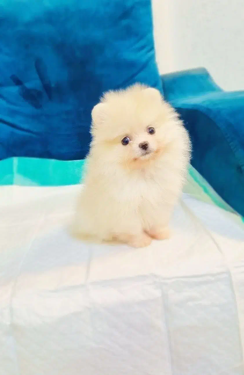 پامرانین خرسی/پودل/شیتزو/سگ فنجونی|سگ|اصفهان, پینارت|دیوار