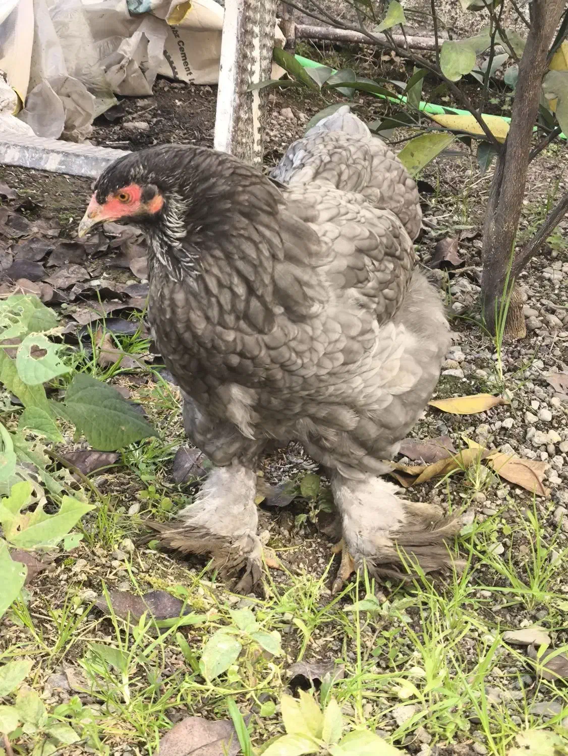 ابریشمی - برهما فروش فوری|حیوانات مزرعه|سیاهکل, |دیوار