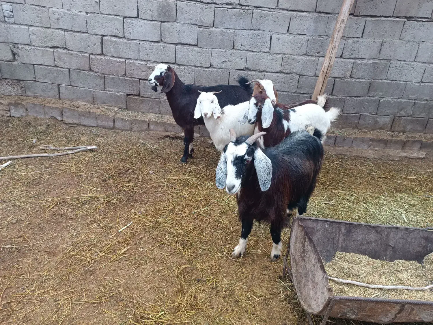 پنج بز خوب دهن جور همه آبستن یکی با بزغاله|حیوانات مزرعه|چهاربرج, |دیوار