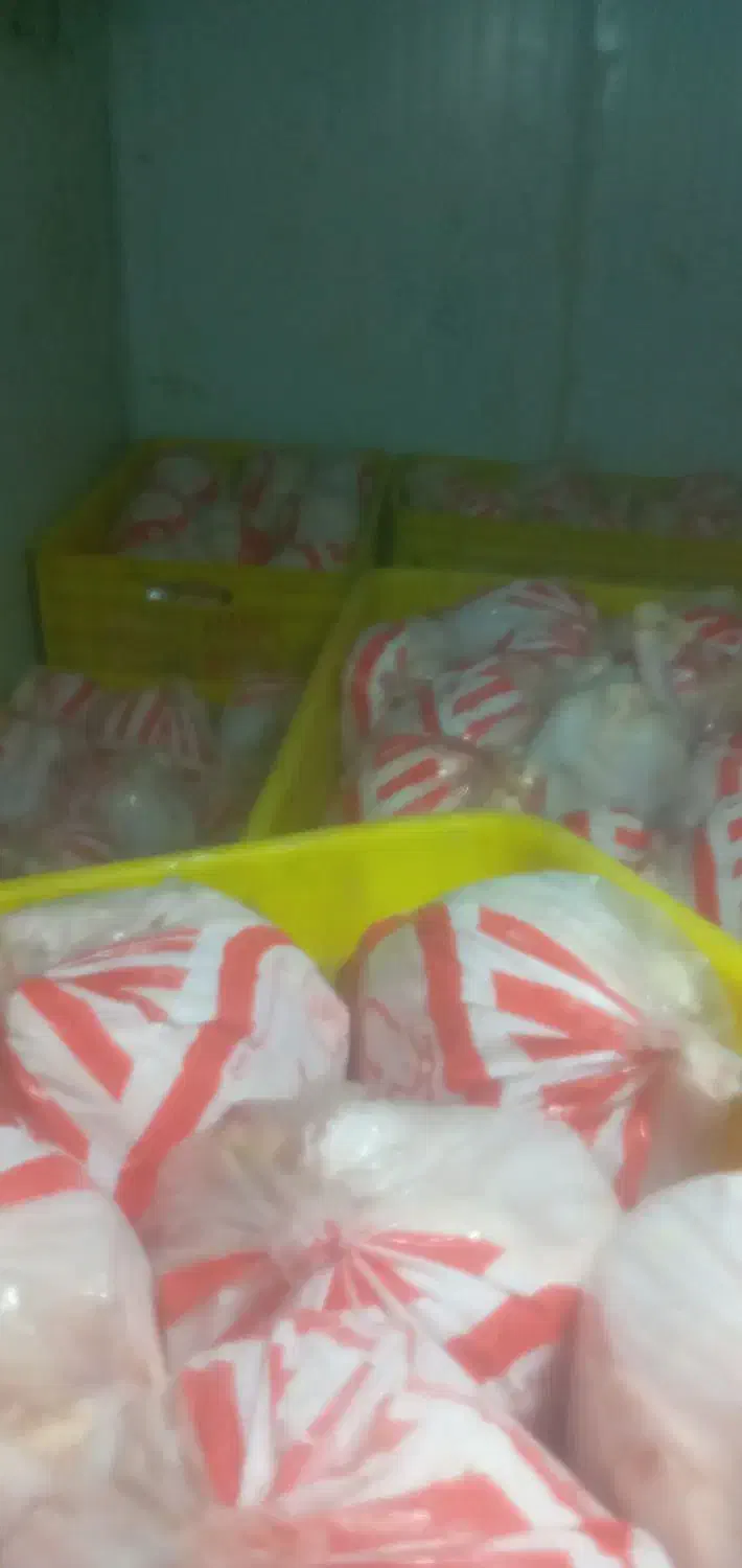 ران تازه شمال .شنیسل.فیله|حراج|کاشان, شهدا|دیوار