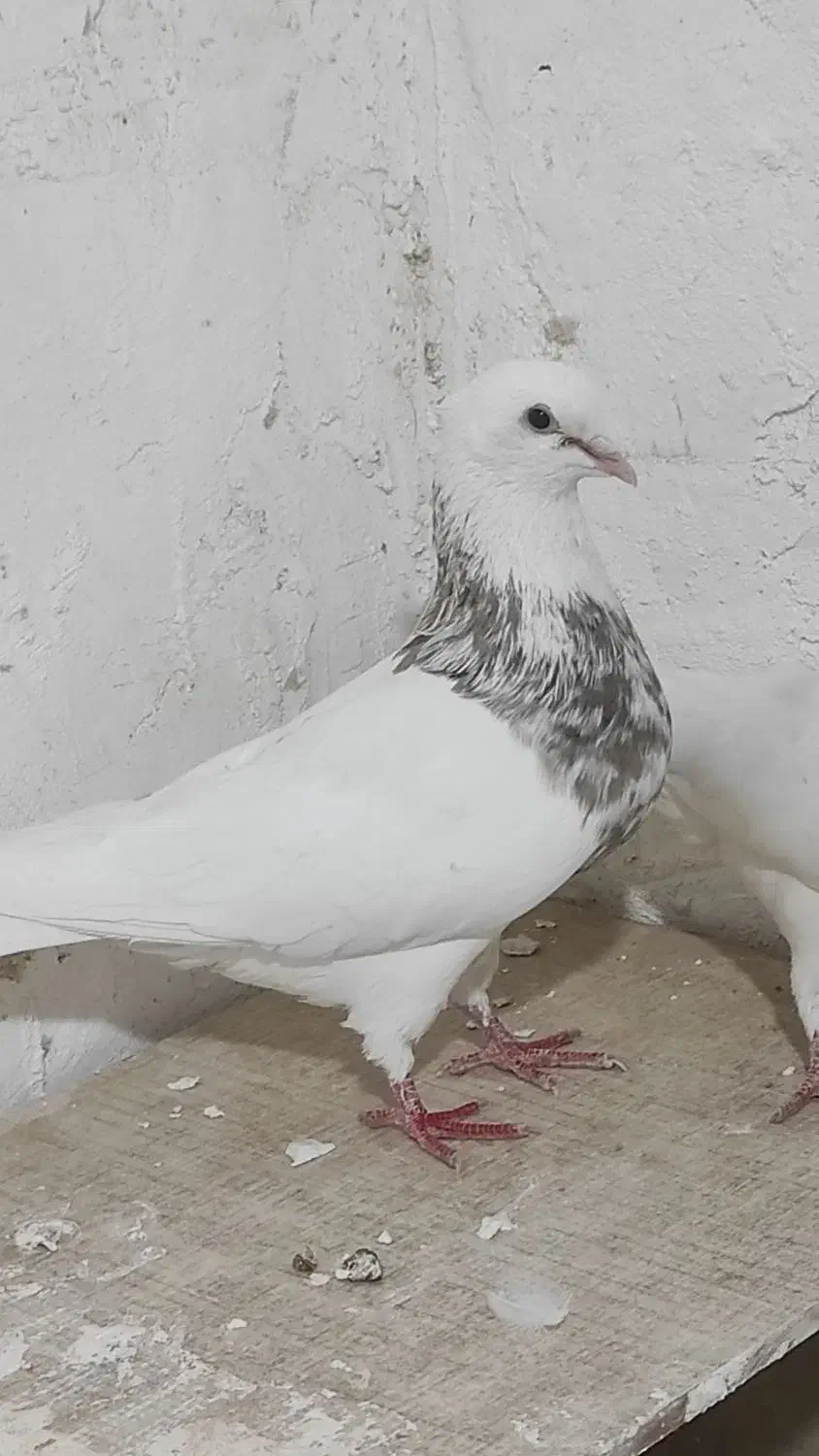 طوقی کرمانشاهی|پرنده|کرمانشاه, |دیوار