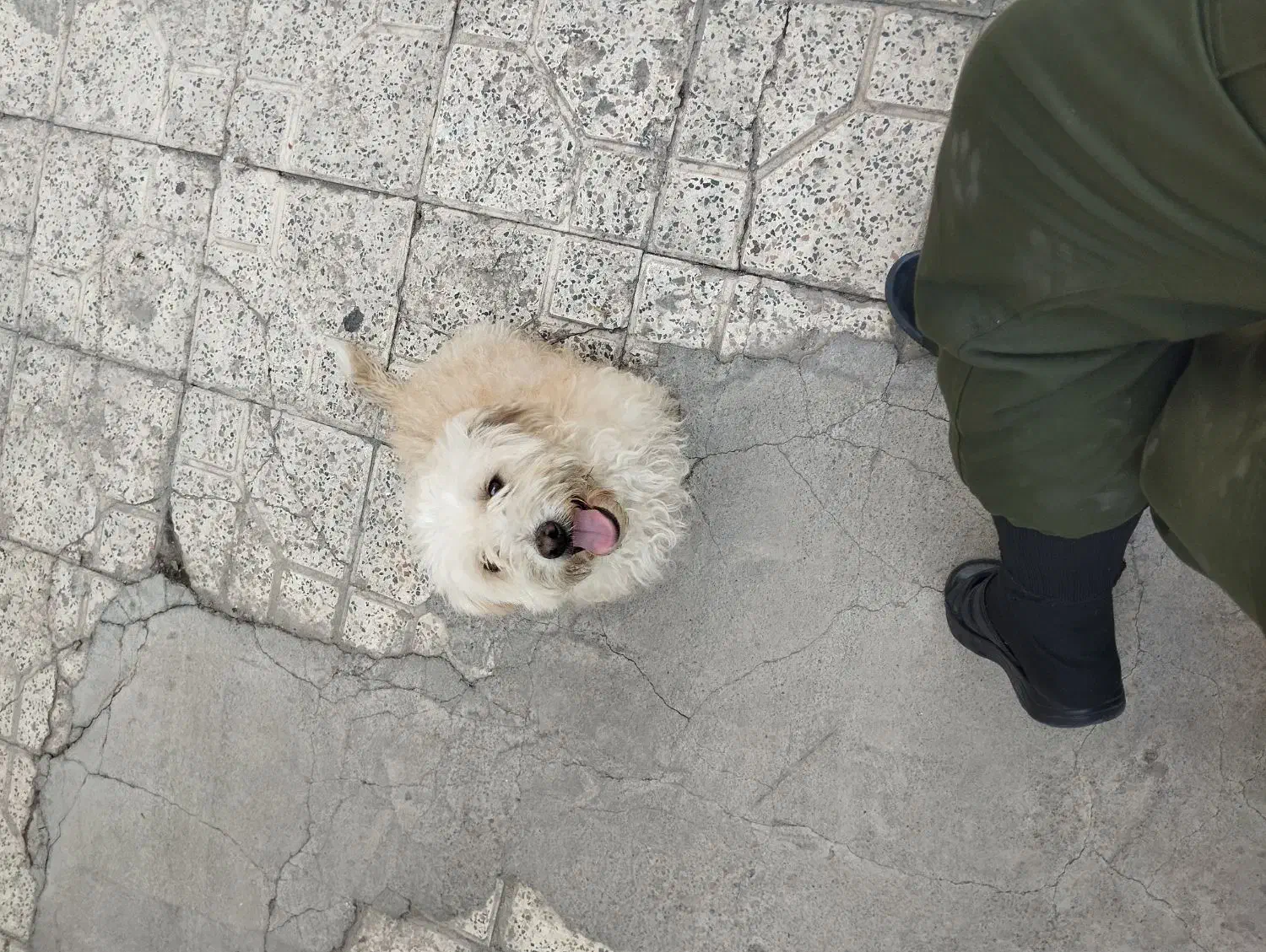 سگ پاکوتاه|سگ|اردبیل, |دیوار