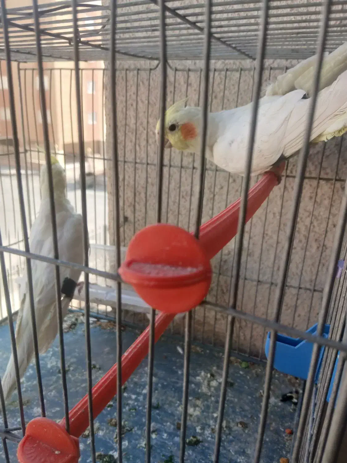 ی جفت عروس هلندی نروماده|پرنده|فولادشهر, مسکن مهر فولادشهر|دیوار