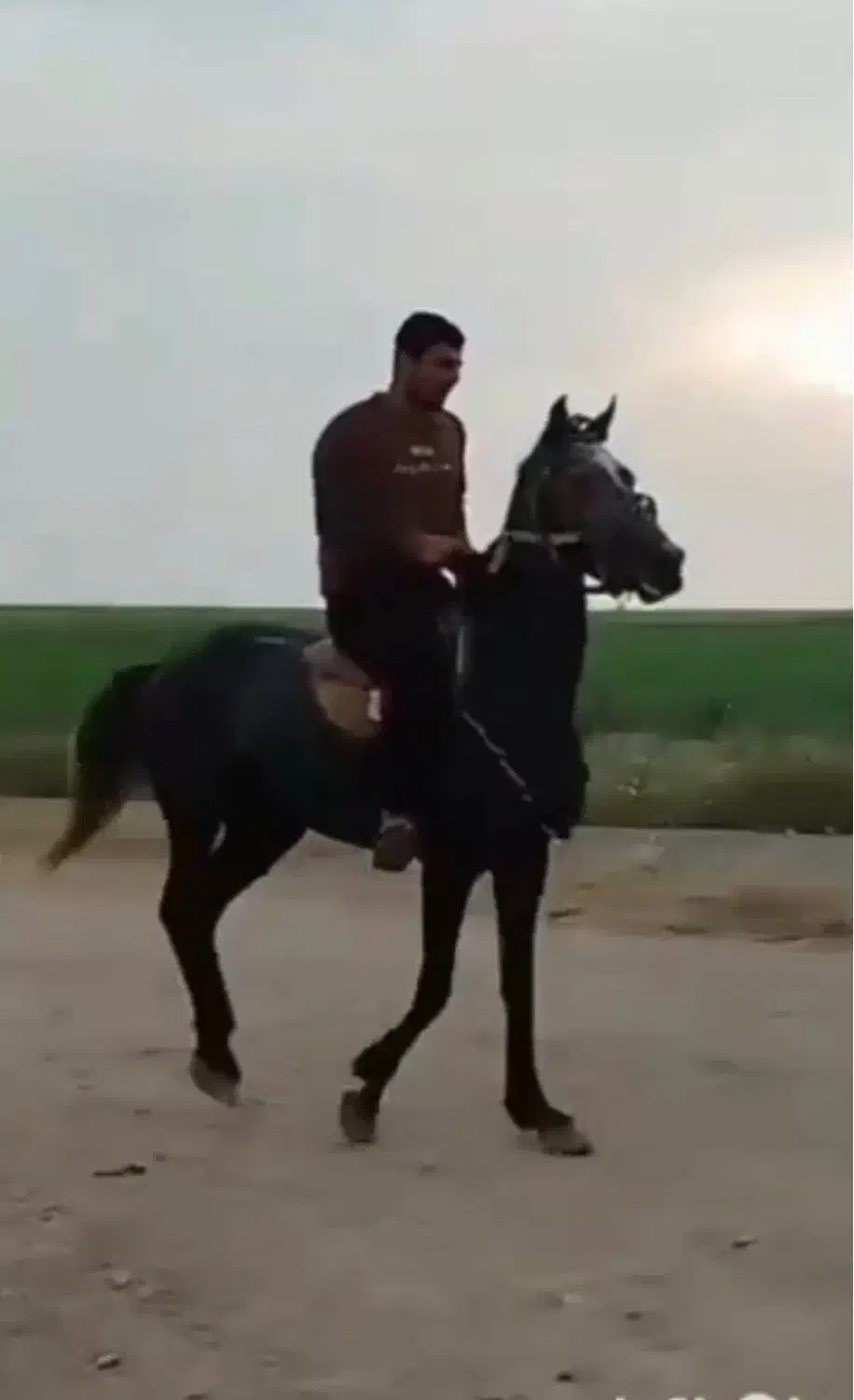 اسب اصیل|اسب و تجهیزات اسبسواری|اردبیل, |دیوار