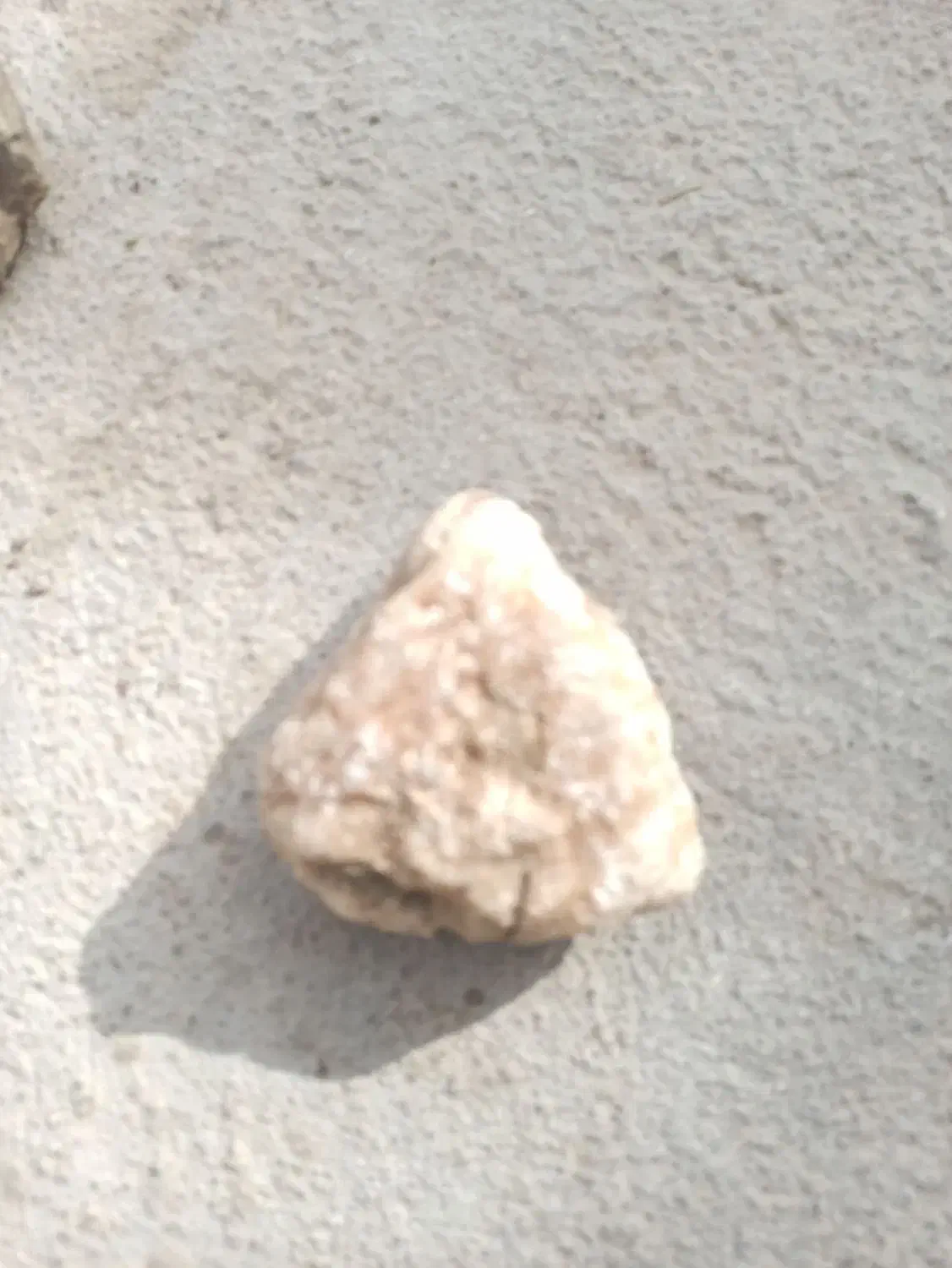 فسیل|کلکسیون اشیاء عتیقه|مرودشت, تامین اجتماعی|دیوار