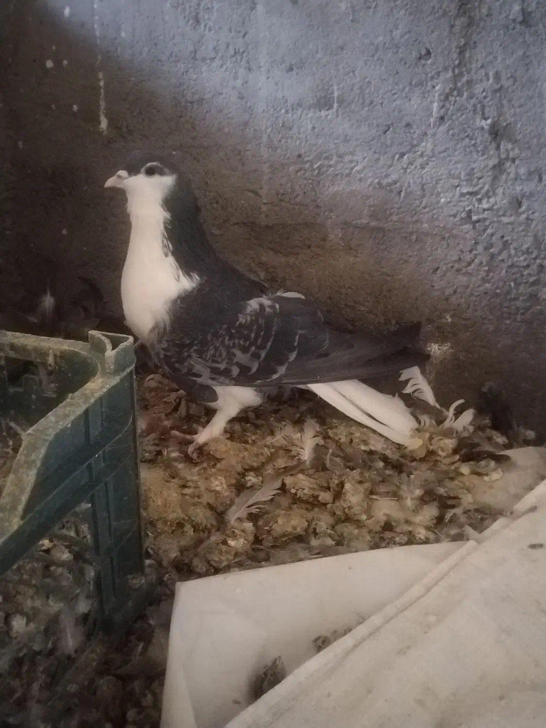 دمگیر دولا و دوبهر غلاق و فیروزه ای|پرنده|اصفهان, بوستان ناژوان|دیوار