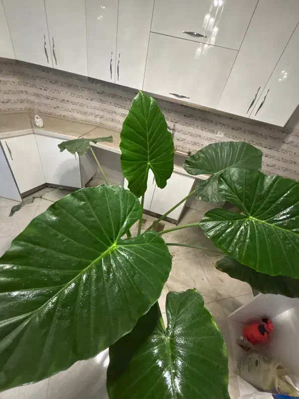 بابا آدم تنه دار|گل و گیاه طبیعی|مشکیندشت, |دیوار