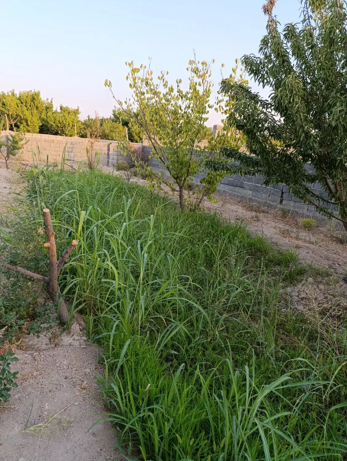 باغچه فروشی منجیل آباد|فروش زمین و ملک کلنگی|رباطکریم, منجیل آباد|دیوار