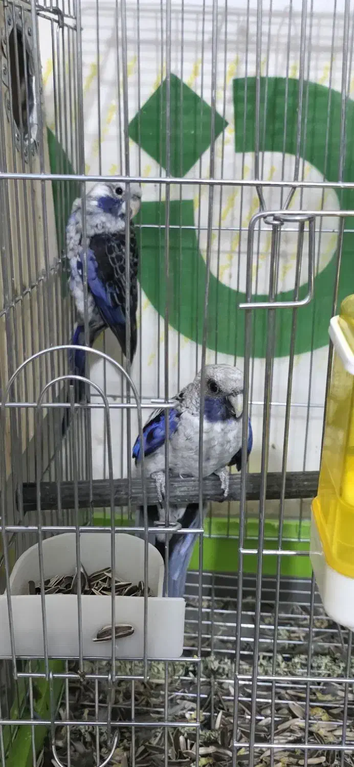 خورشیدی.شاه طوطی.رزیلا|پرنده|سراوان, |دیوار