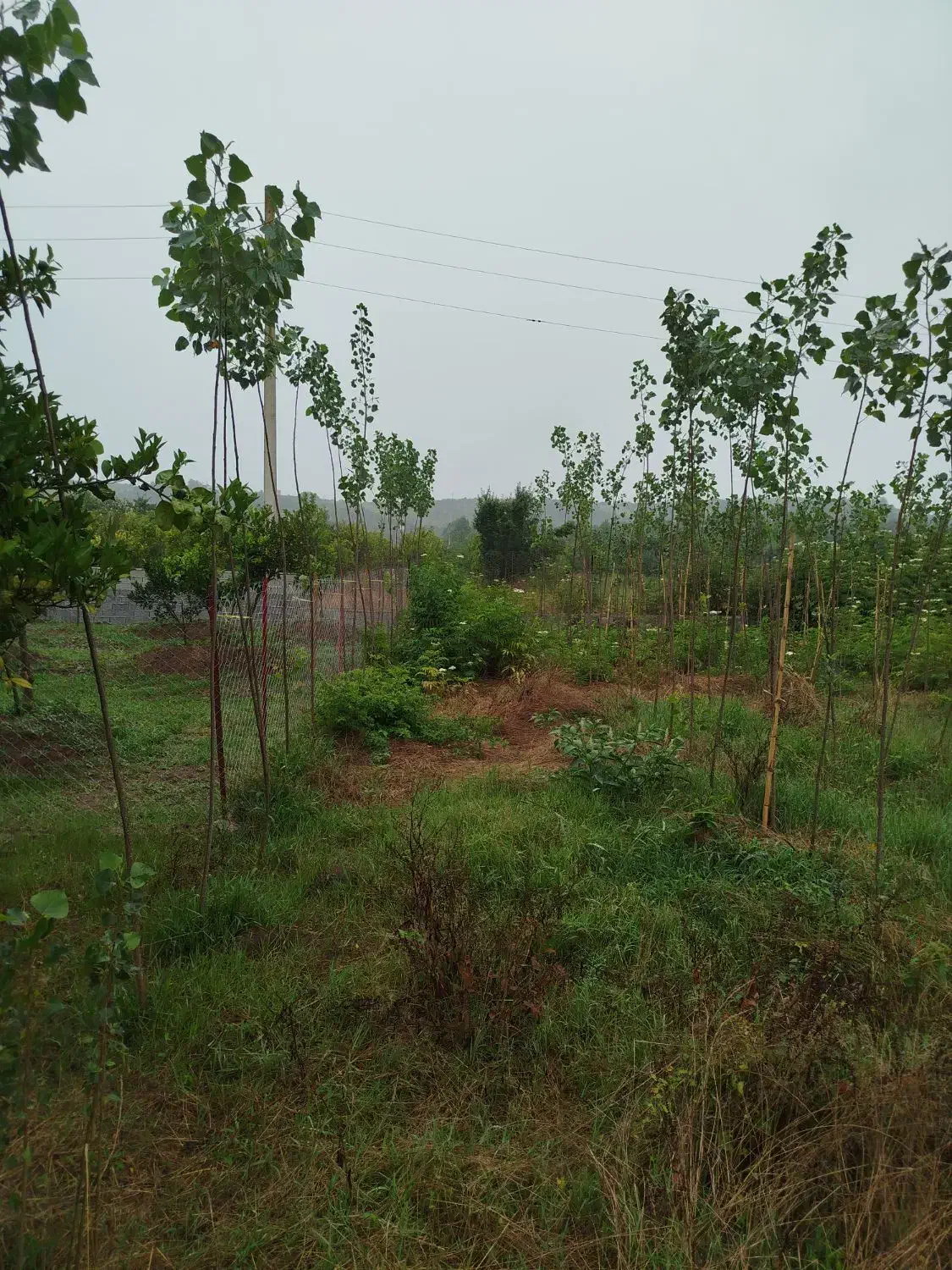 فروش یک قطعه زمین|اجارهٔ دفتر صنعتی، کشاورزی، تجاری|قائمشهر, |دیوار