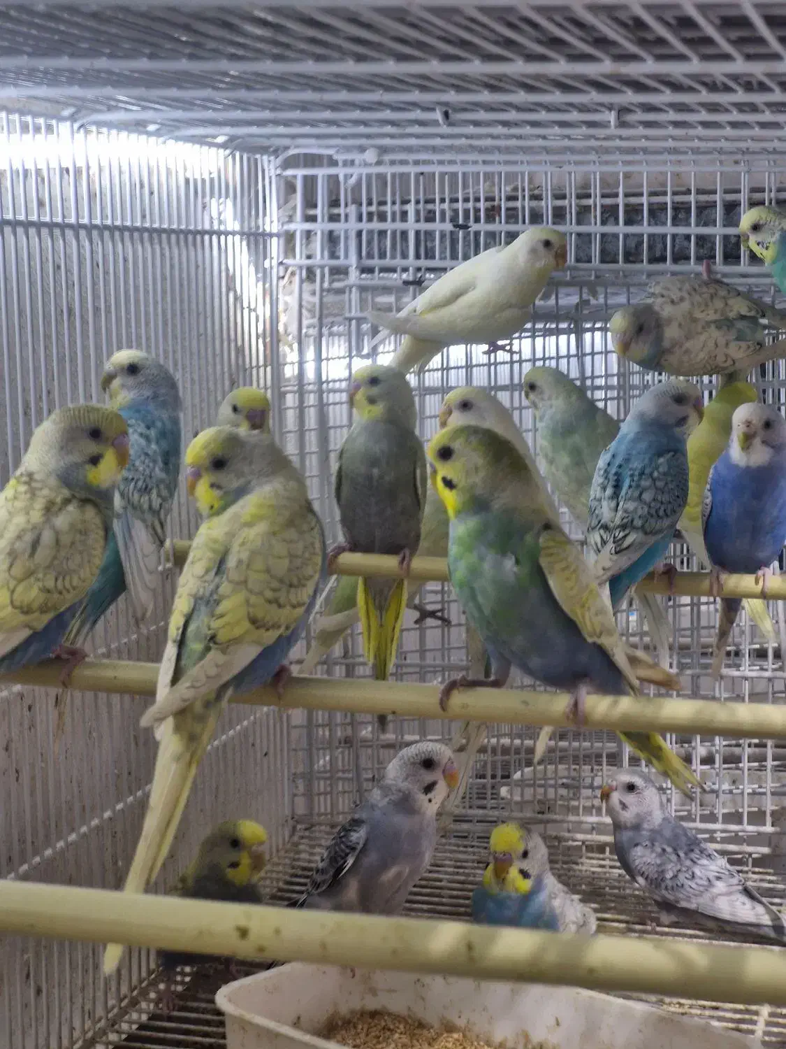 کاسکو|پرنده|قشم, |دیوار