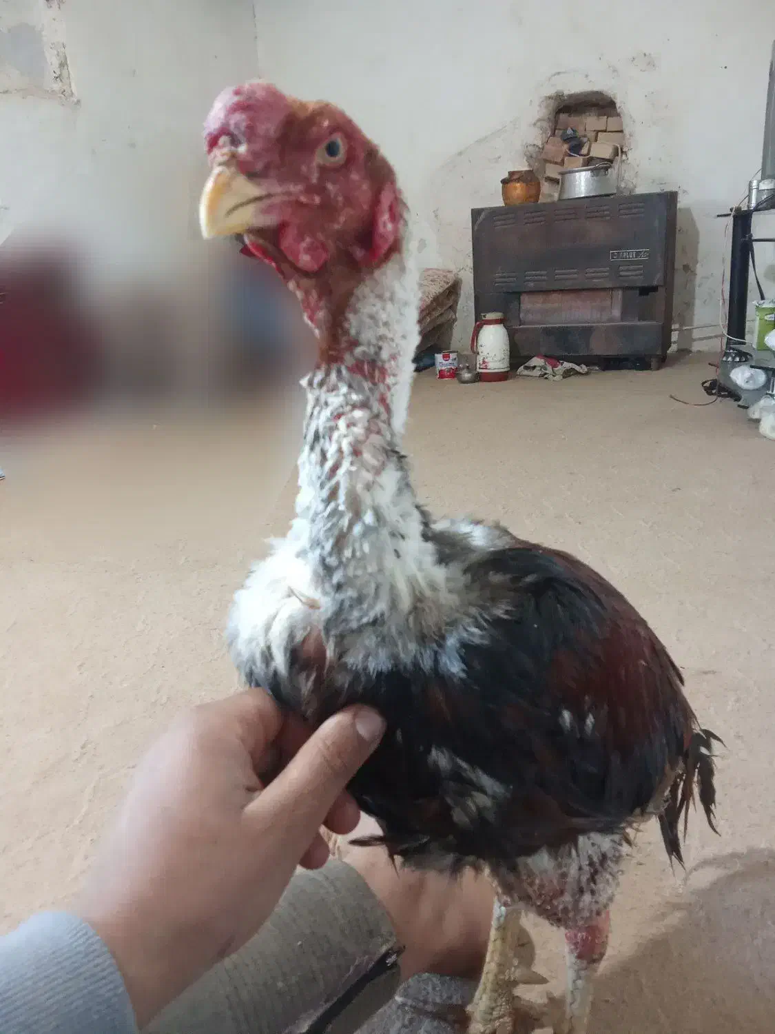 خروس لاری|حیوانات مزرعه|نیشابور, مازول|دیوار