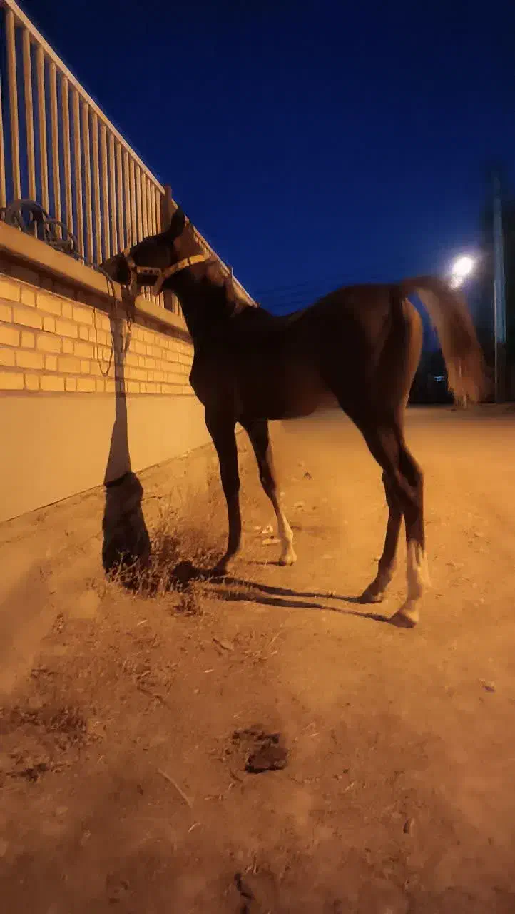 اسب|اسب و تجهیزات اسبسواری|میبد, |دیوار