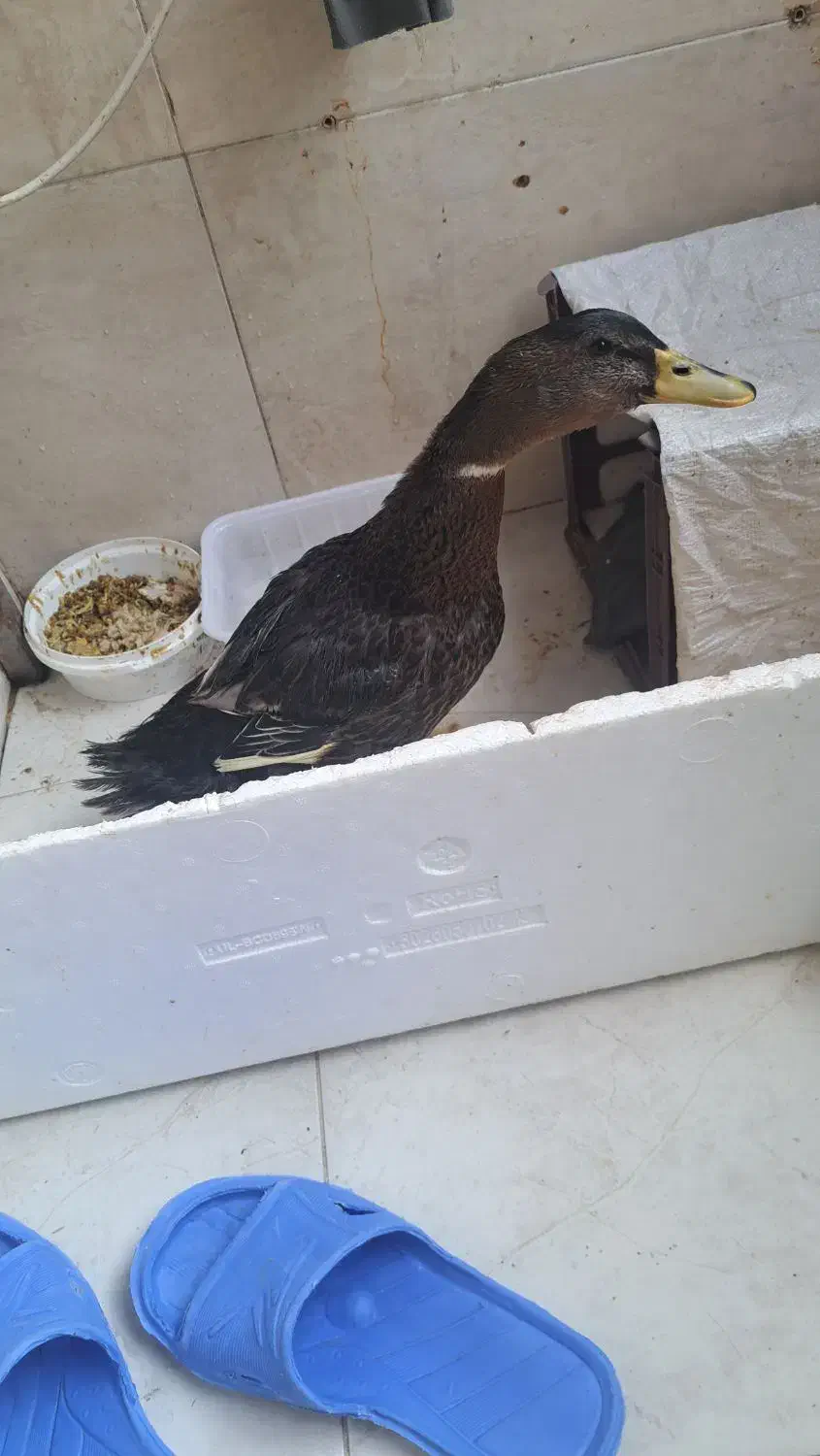 اردک|حیوانات مزرعه|نسیمشهر, |دیوار