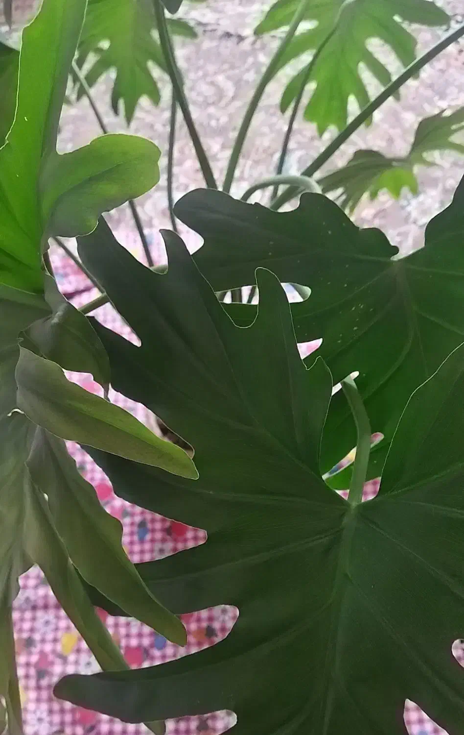 گل برگ انجیری بزرگ و شاداب|گل و گیاه طبیعی|محمدیه-قزوین, |دیوار