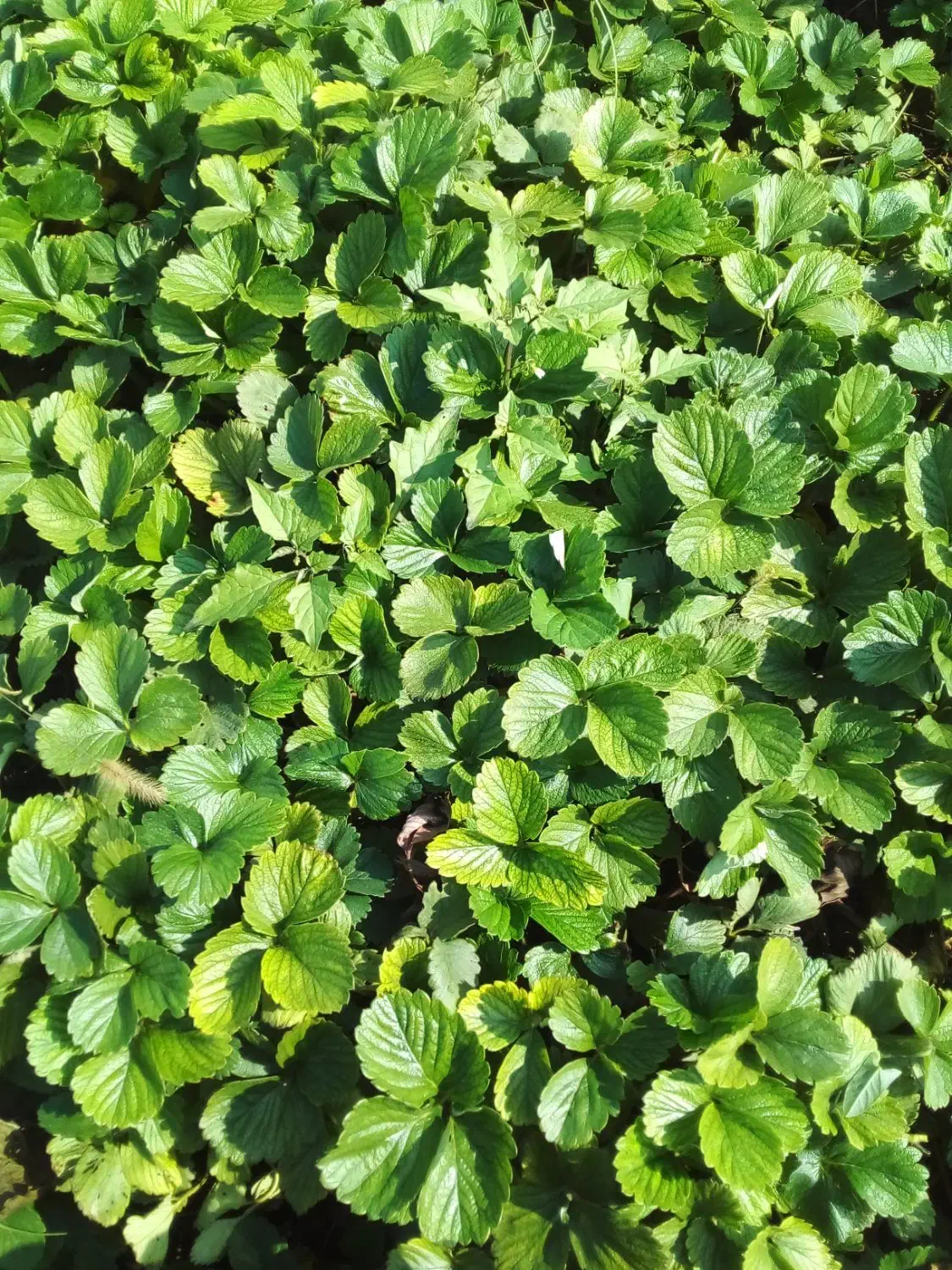 توت فرنگی سابرینا درجه یک|خدمات باغبانی و درختکاری|خان ببین, |دیوار