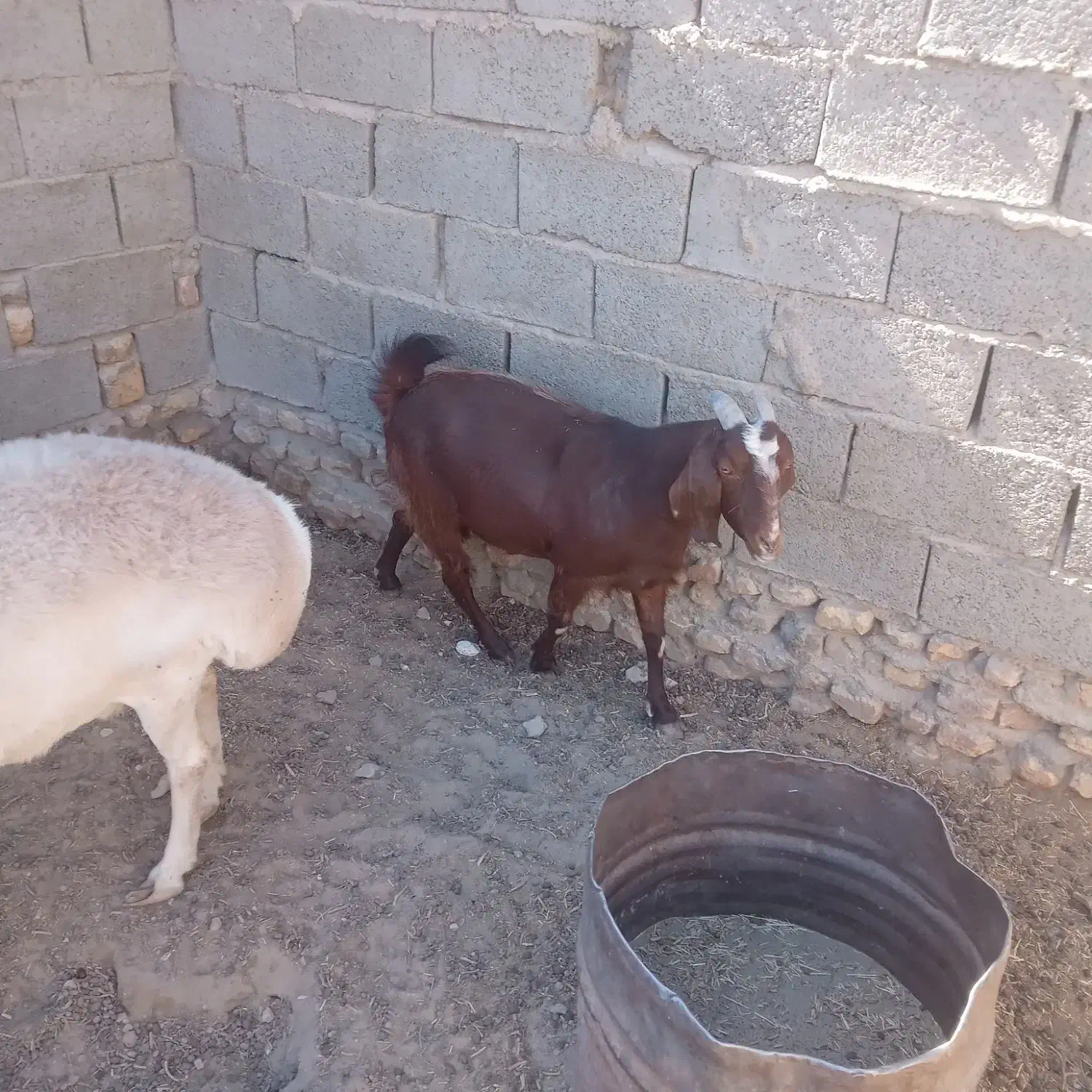 یک عددگوسفندوبز|حیوانات مزرعه|هامون, |دیوار